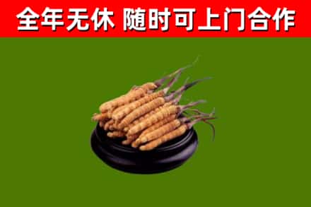 修文县回收散虫草
