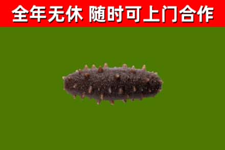 修文县回收海参干